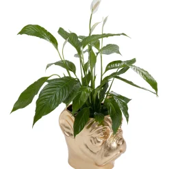 KARE Design Caches Pots|Cachepot Décoratif Bulldog Dore