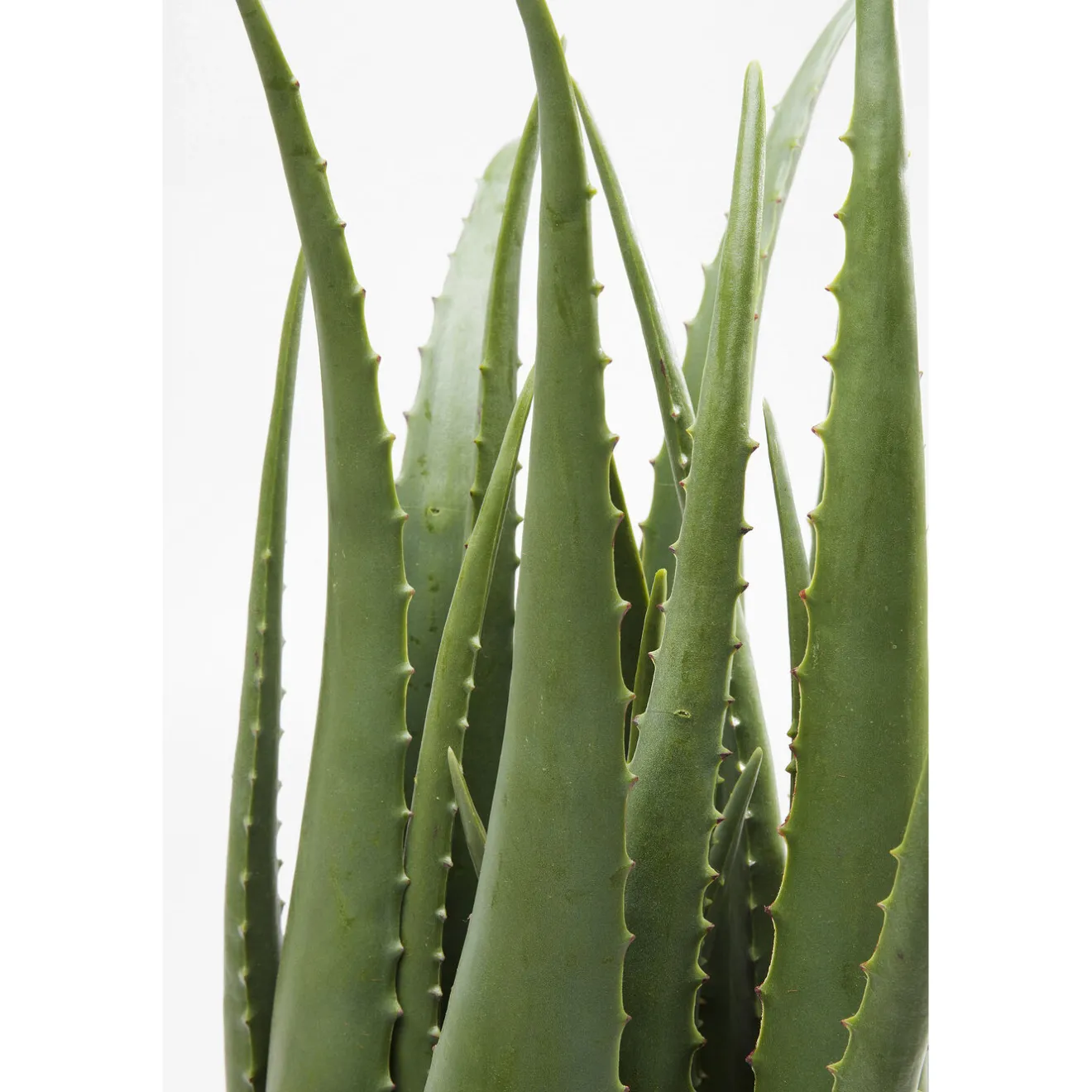 KARE Design Plantes Artificielles|Plante Décorative Aloe 69Cm