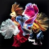 KARE Design Tableaux En Verre|Tableau En Verre Colorful Swarm Fish 120X120Cm