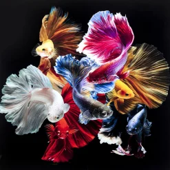 KARE Design Tableaux En Verre|Tableau En Verre Colorful Swarm Fish 120X120Cm