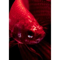 KARE Design Tableaux En Verre|Tableau En Verre Fire Fish 100X100Cm