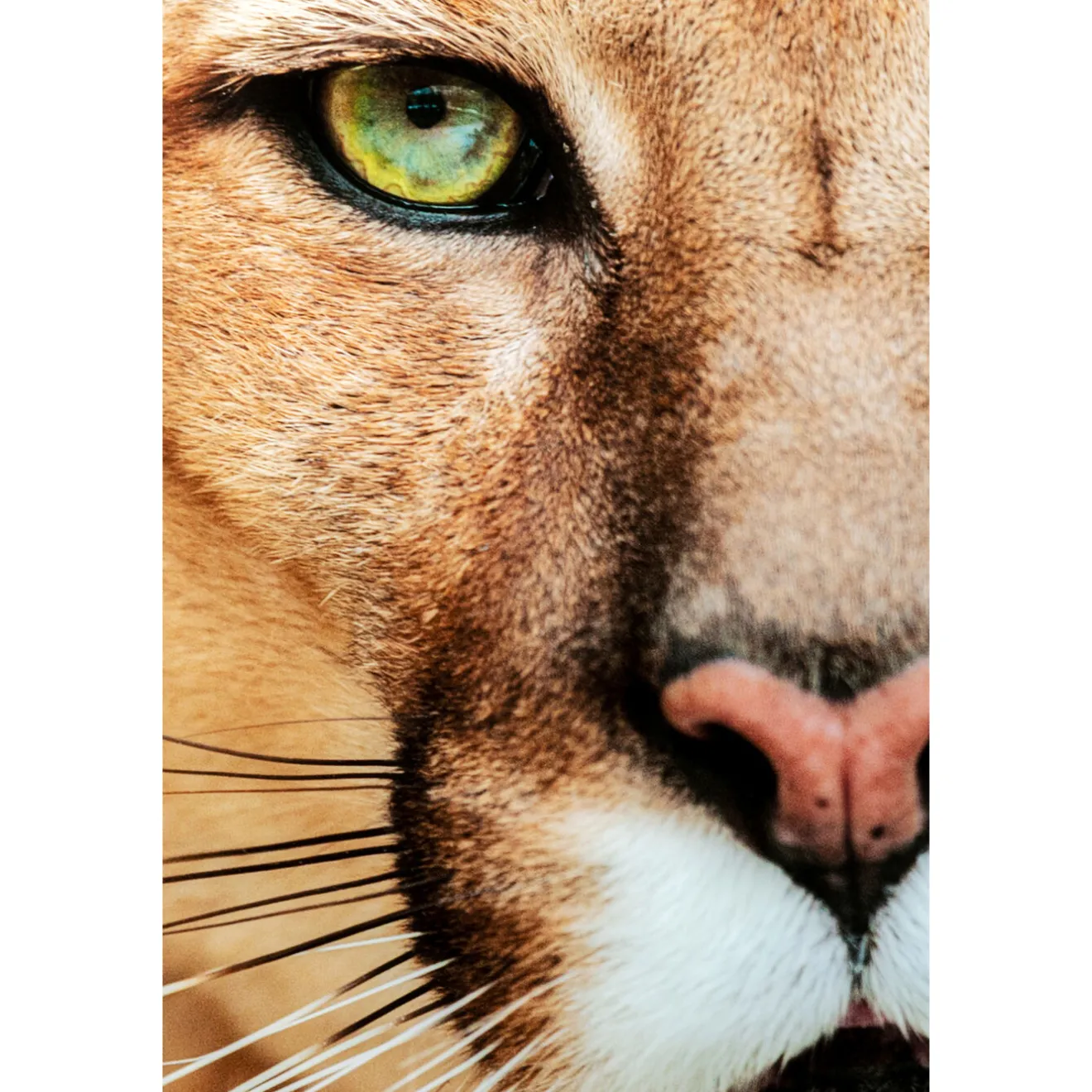 KARE Design Tableaux En Verre|Tableau En Verre Lioness 150X100Cm