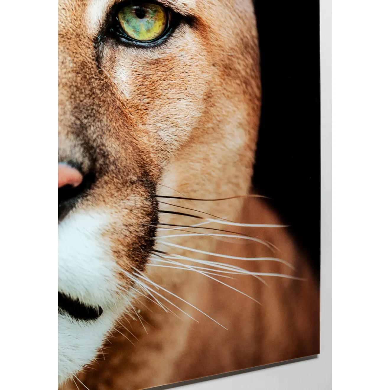 KARE Design Tableaux En Verre|Tableau En Verre Lioness 150X100Cm