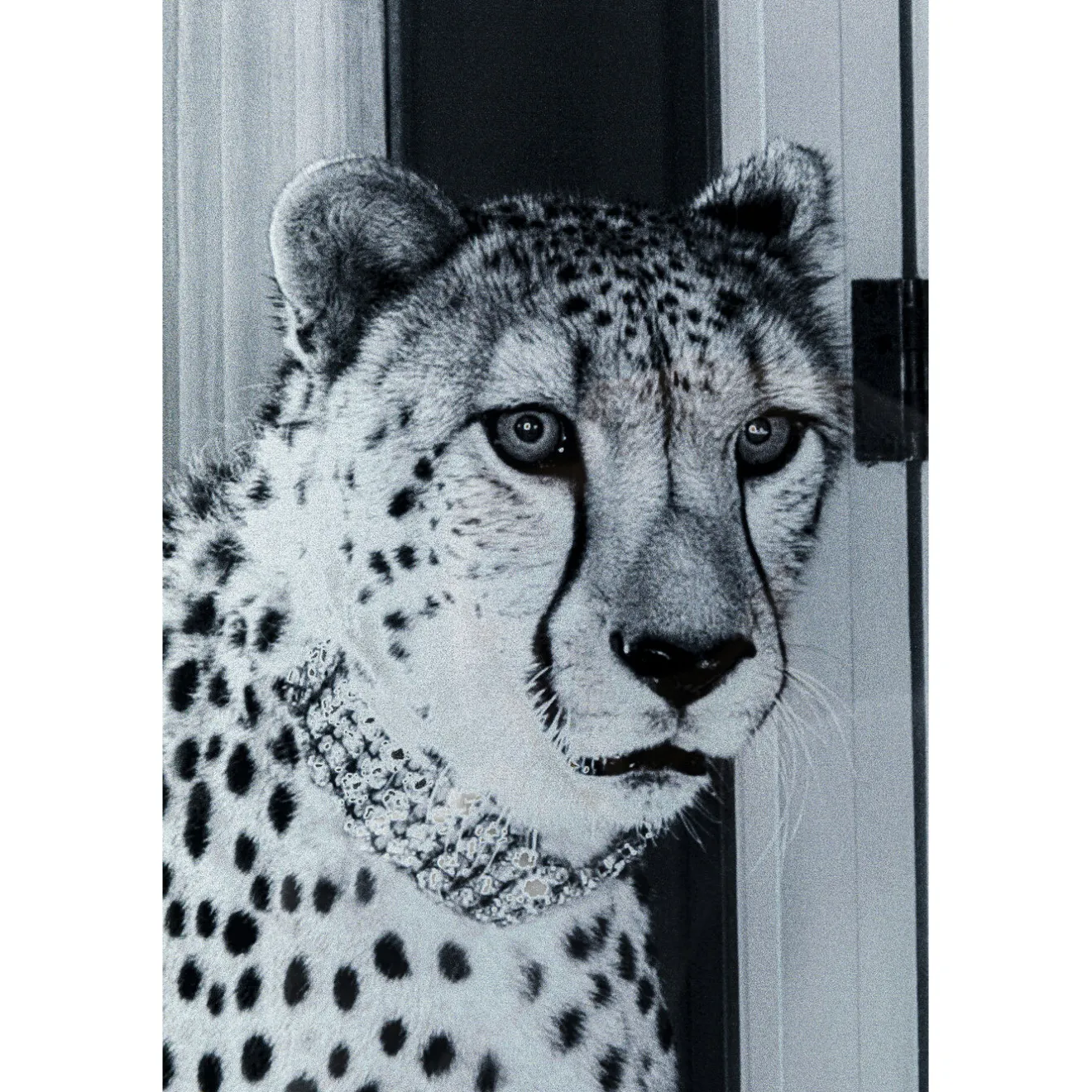 KARE Design Tableaux En Verre|Tableau En Verre Metallic Gepard 150X100Cm