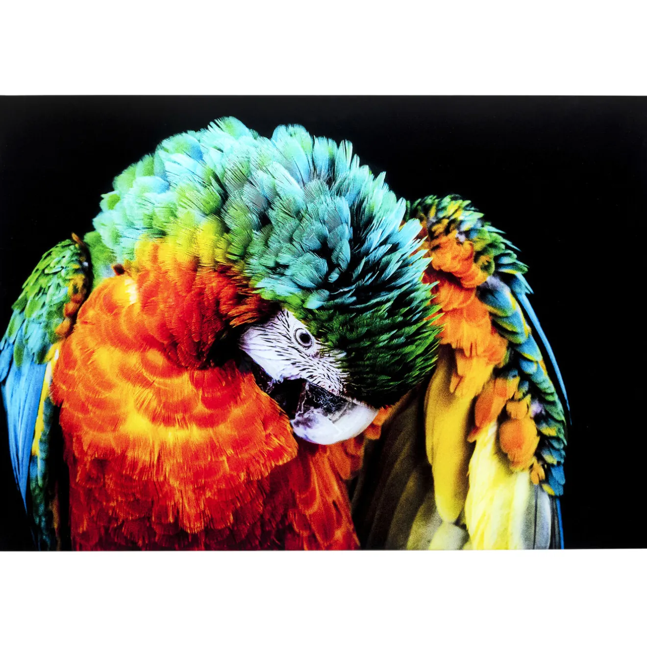 KARE Design Tableaux En Verre|Tableau En Verre Tropical Parrot 120X80Cm
